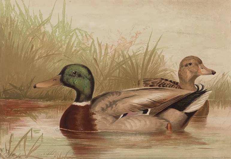 Illustration of ducks beside reeds