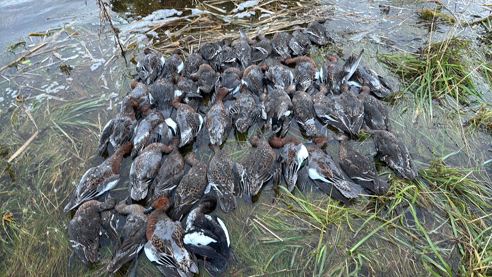 Ducks from a day’s hunt