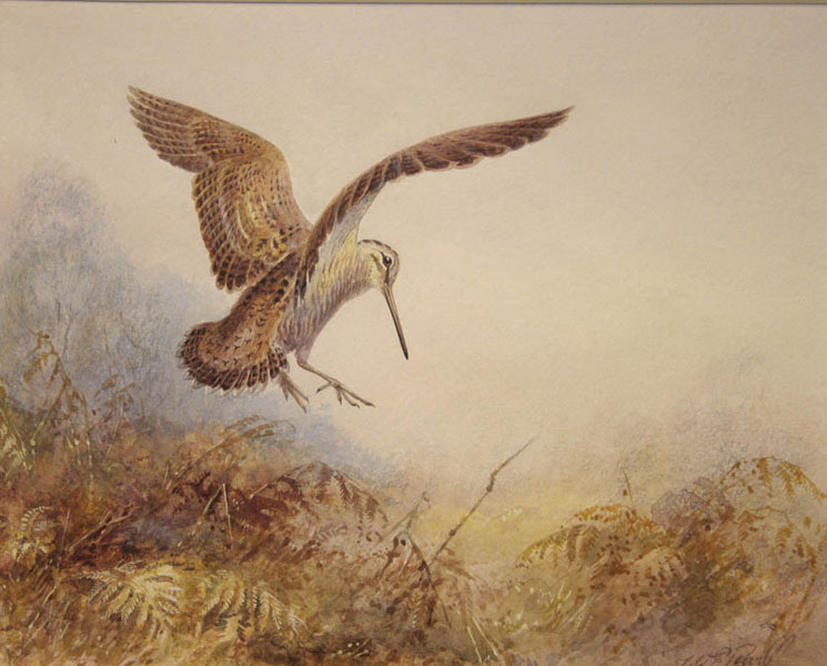 Illustration of a woodcock in flight