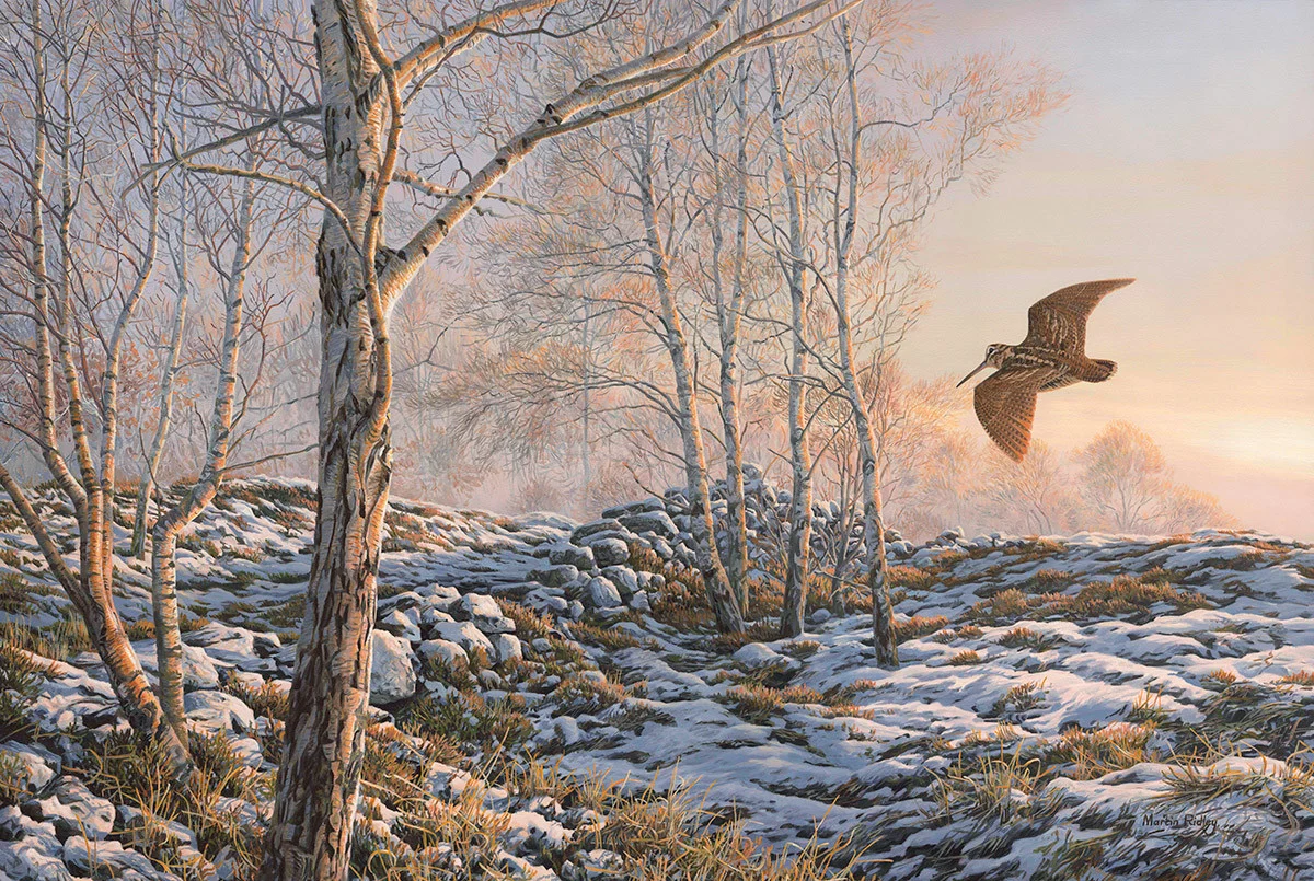Illustration of a woodcock in flight
